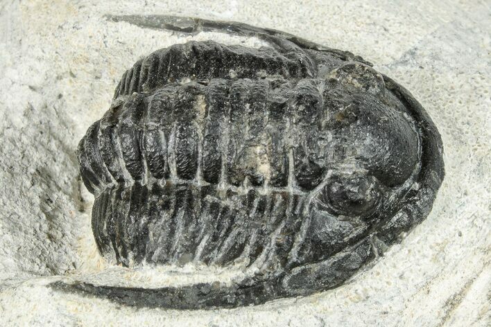 Bargain, Cornuproetus Trilobite Fossil - Morocco #249722